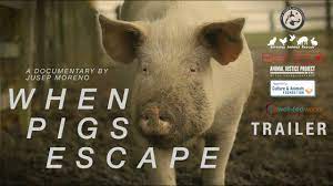 when pigs escape